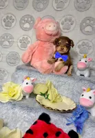 Cooper, a male Chihuahua for sale in Houston, TX – Photo 3 of 8