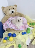 Aries , a female Maltipoo for sale in Houston, TX – 3 of 8