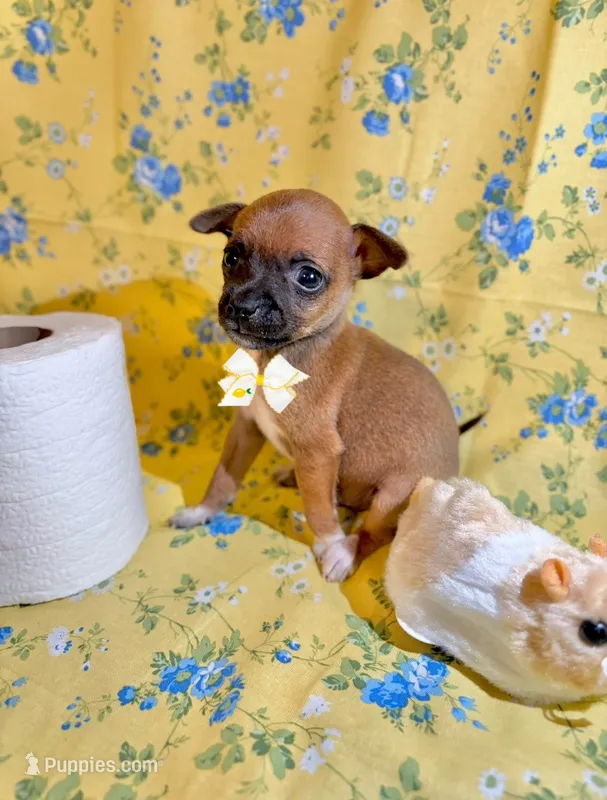 Tato – Chihuahua puppy for sale in Houston, TX
