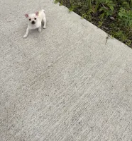 Charlie, a male Chihuahua for sale in Houston, TX – 6 of 8