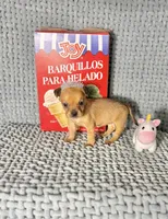 Akira, a male Chihuahua for sale in Houston, TX – Photo 5 of 7