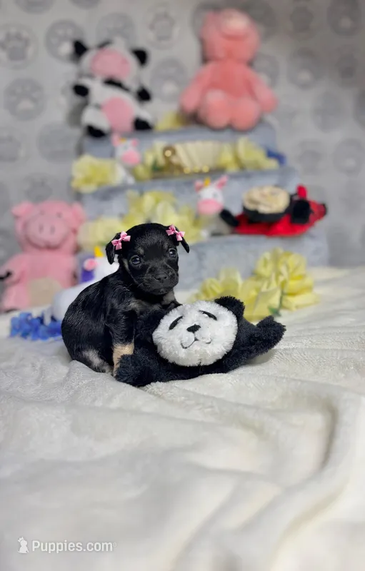 Thumbelina – Chihuahua puppy for sale in Houston, TX