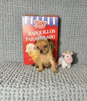 Akira, a male Chihuahua for sale in Houston, TX – Photo 2 of 7