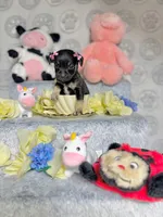 Thumbelina, a male Chihuahua for sale in Houston, TX – Photo 3 of 5