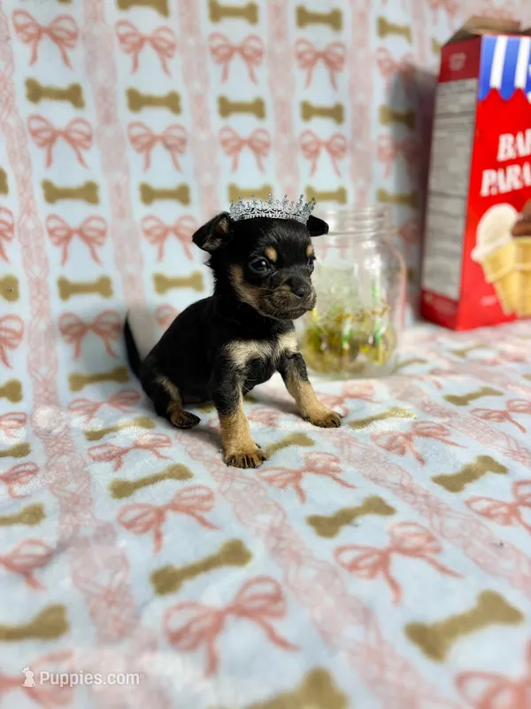 Tinker – Chihuahua puppy on hold in Houston, TX