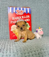 Akira, a male Chihuahua for sale in Houston, TX – Photo 1 of 7