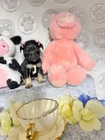 Thumbelina, a male Chihuahua for sale in Houston, TX – Photo 2 of 5