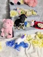 Thumbelina, a male Chihuahua for sale in Houston, TX – Photo 5 of 5