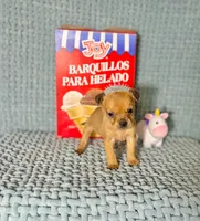 Akira, a male Chihuahua for sale in Houston, TX – Photo 3 of 7