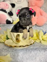 Thumbelina, a male Chihuahua for sale in Houston, TX – Photo 4 of 5