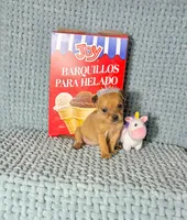 Akira, a male Chihuahua for sale in Houston, TX – Photo 4 of 7