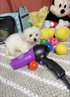 Ariel, a female Maltipoo for sale in Houston, TX – 4 of 7