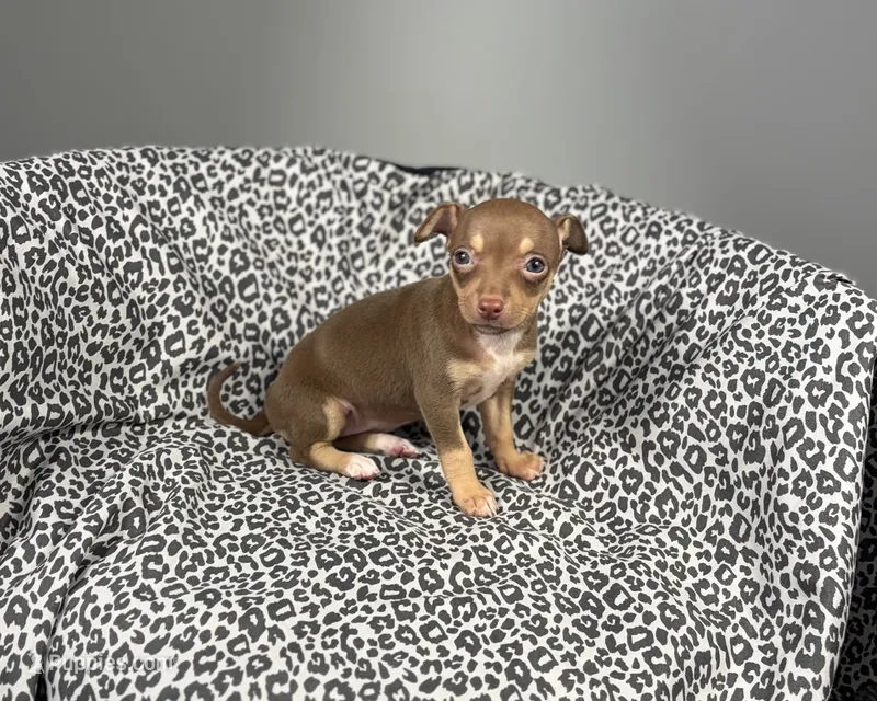 Hershey – Chihuahua puppy for sale in Houston, TX