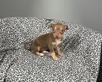 Hershey, a female Chihuahua for sale in Houston, TX – 1 of 4