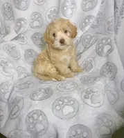 Belinda, a female Maltipoo for sale in Houston, TX – 1 of 10