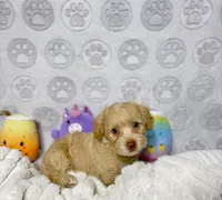 Belinda, a female Maltipoo for sale in Houston, TX – 9 of 10