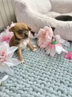 Tulip, a female Chihuahua for sale in Houston, TX – 3 of 6