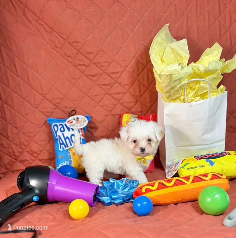 Rudy – Maltipoo puppy for sale in Houston, TX