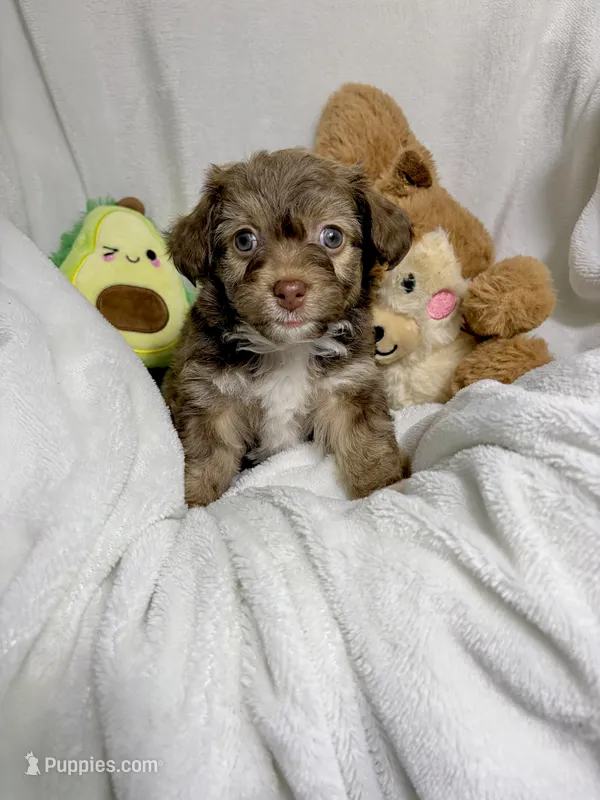 Sienna – Maltipoo puppy for sale in Houston, TX