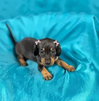 Nami, a female Miniature Dachshund for sale in Houston, TX – 6 of 7