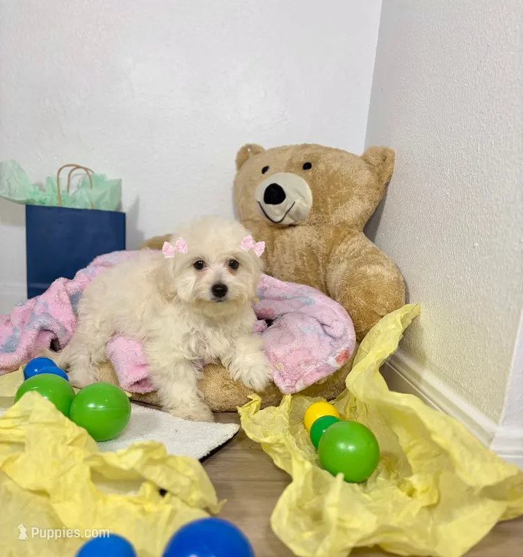 Aries  – Maltipoo puppy for sale in Houston, TX