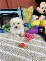 Ariel, a female Maltipoo for sale in Houston, TX – 5 of 7
