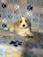 Bear, a male Maltipoo for sale in Houston, TX – 7 of 7