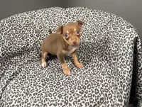 Hershey, a female Chihuahua for sale in Houston, TX – 3 of 4