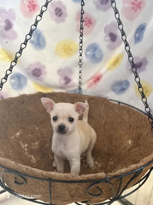 Charlie – Chihuahua puppy for sale in Houston, TX