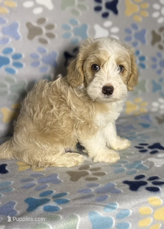Bear – Maltipoo puppy for sale in Houston, TX