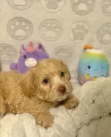Belinda, a female Maltipoo for sale in Houston, TX – 3 of 10