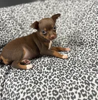 Molly, a female Chihuahua for sale in Houston, TX – 2 of 6