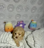 Belinda, a female Maltipoo for sale in Houston, TX – 10 of 10