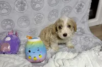 Ruben, a male Goldendoodle for sale in Houston, TX – 4 of 6