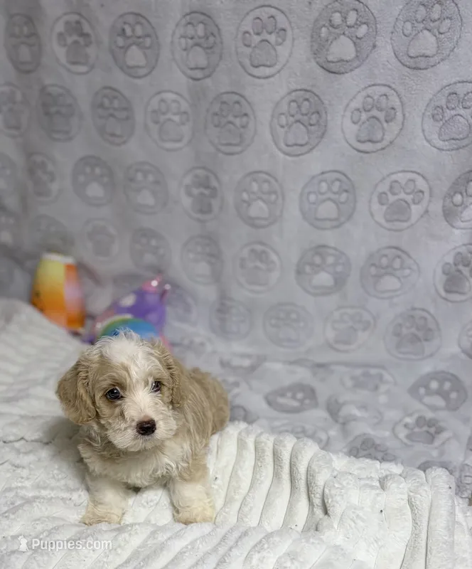 Ruben – Goldendoodle puppy for sale in Houston, TX