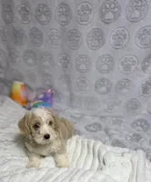 Ruben, a male Goldendoodle for sale in Houston, TX – 1 of 6