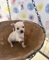 Charlie, a male Chihuahua for sale in Houston, TX – 7 of 7