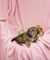 Sienna, a female Maltipoo for sale in Houston, TX – 2 of 8