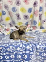 Little Comet, a male Chihuahua for sale in Houston, TX – 6 of 9