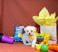 Rudy, a male Maltipoo for sale in Houston, TX – 2 of 5
