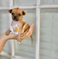 Tati, a female Chihuahua for sale in Houston, TX – 6 of 8