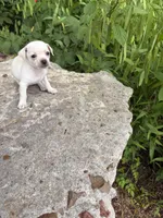 Polly, a female Chihuahua for sale in Houston, TX – 7 of 7