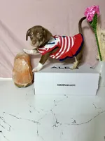 Bella, a female Chihuahua for sale in Houston, TX – 6 of 6
