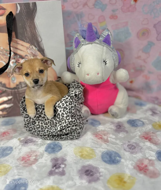 Daisy – Chihuahua puppy for sale in Houston, TX
