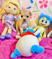 Lori, a female Chihuahua for sale in Houston, TX – 2 of 9