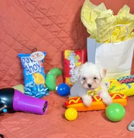 Rudy, a male Maltipoo for sale in Houston, TX – 5 of 5