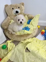 Milo, a male Poodle - Toy  for sale in Houston, TX – 6 of 9