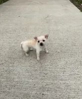 Charlie, a male Chihuahua for sale in Houston, TX – 8 of 8