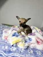 Little Comet, a male Chihuahua for sale in Houston, TX – 9 of 9