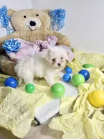 Mellow, a male Maltipoo for sale in Houston, TX – 2 of 9